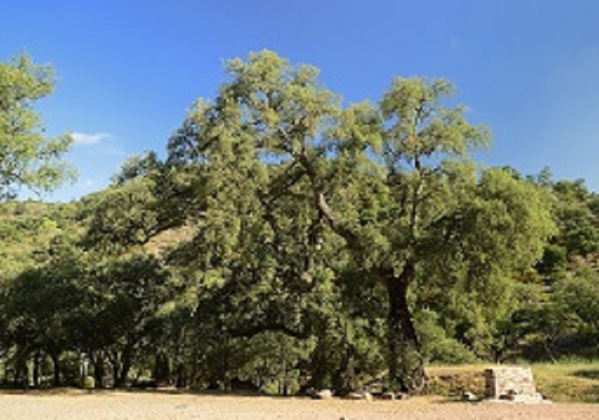 Sureres Serra d'Espadà